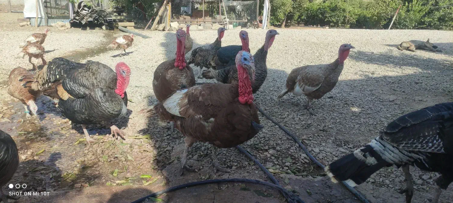 فروش بوقلمون محلی|حیوانات مزرعه|قلعه شاهین, |دیوار