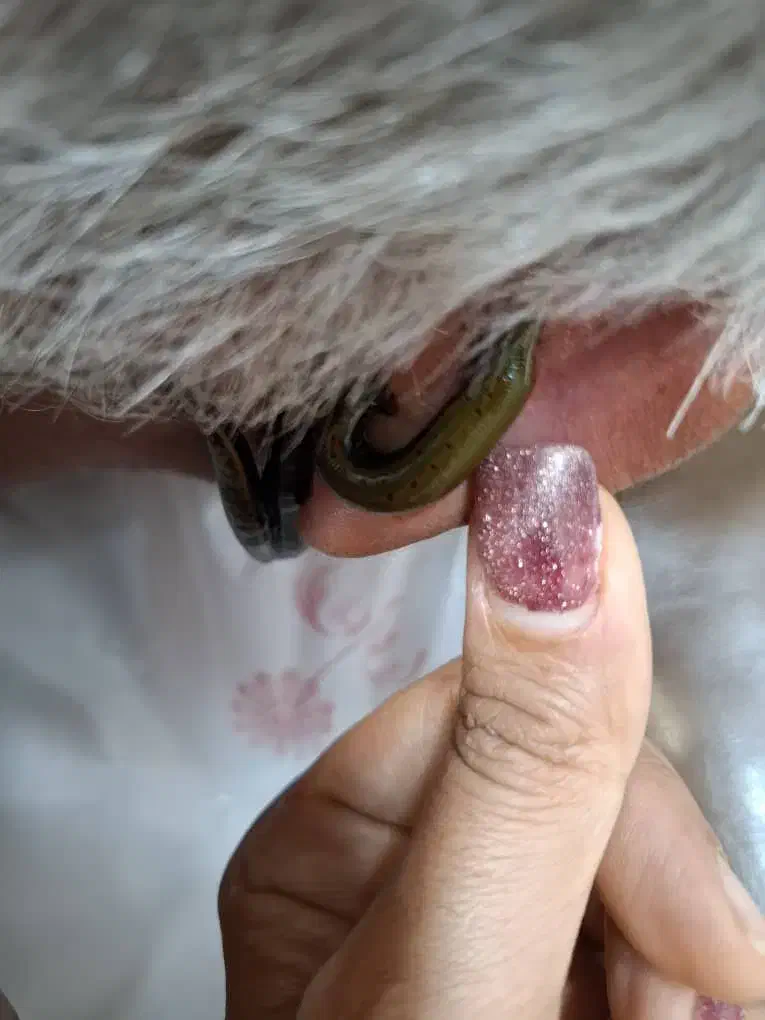 زیبایی درمانی|خدمات آرایشگری و زیبایی|بوشهر, |دیوار