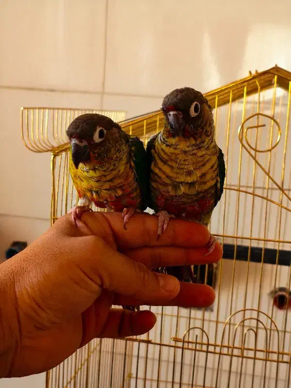 طوطی گرینچیک|پرنده|ایلام, |دیوار