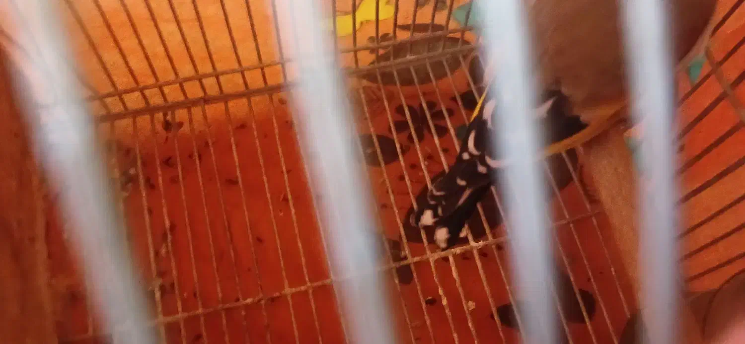 فرش یک عدد سهر سپیدان جوجه پارسال گل تکمیل|پرنده|سپیدان, |دیوار