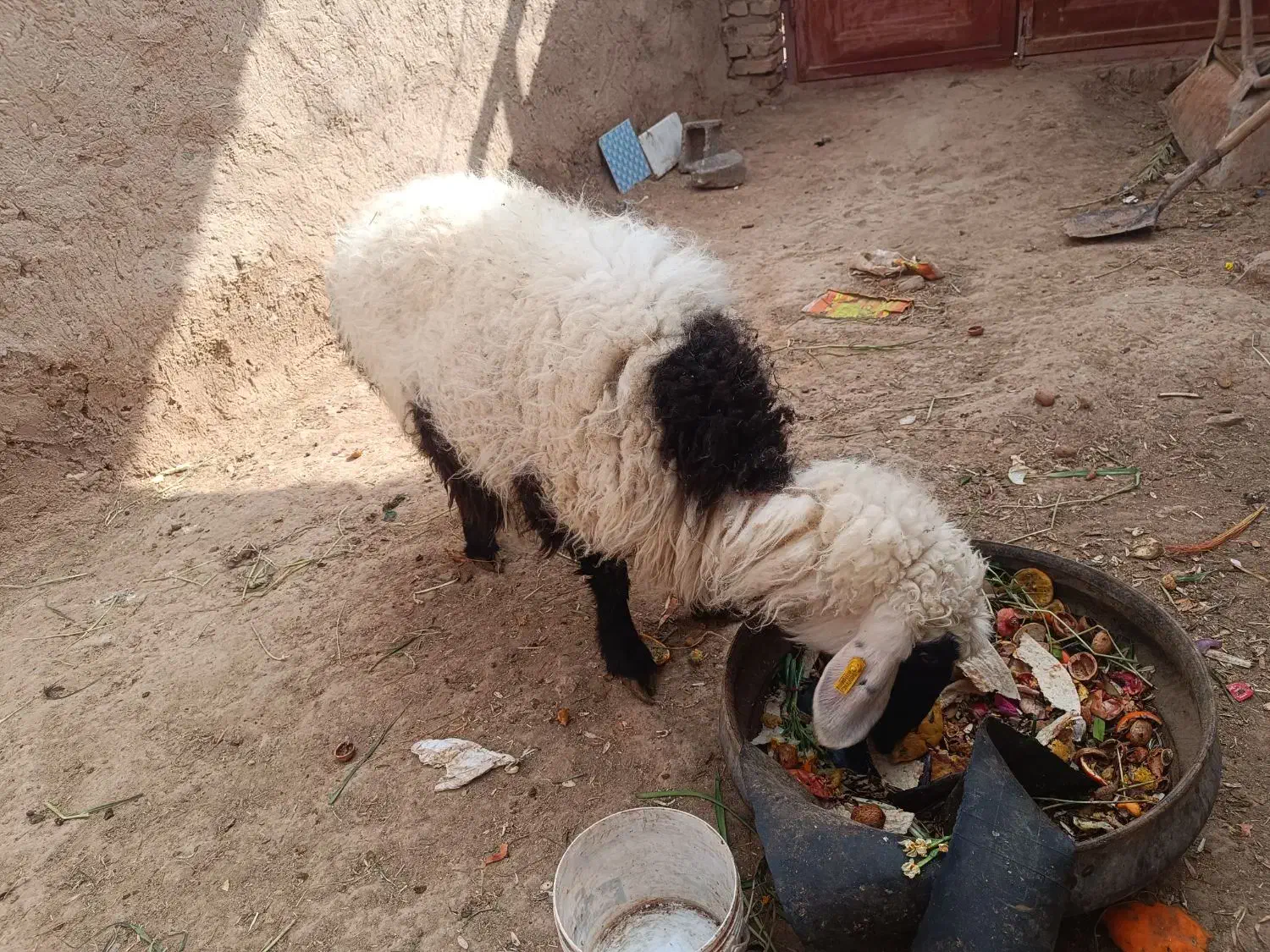 میش زاییده|حیوانات مزرعه|خوسف, |دیوار