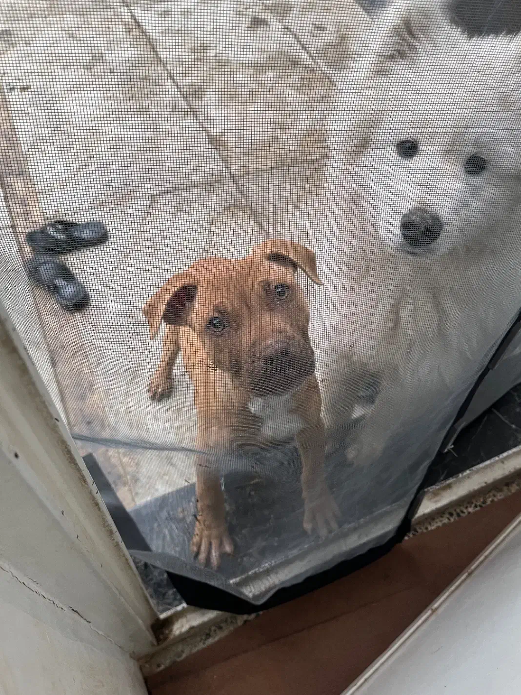 سگ پیتبول|سگ|ماهدشت, |دیوار