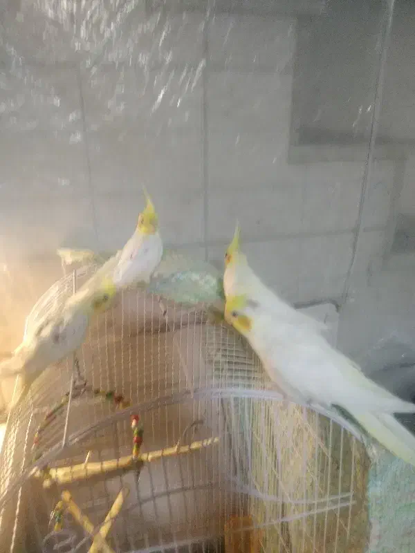 عروسهلندیچهارتا|پرنده|باسمنج, |دیوار