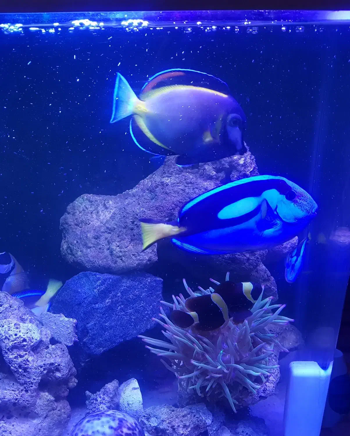 ماهی ابشور اب شور بلوتانگ|ماهی|رباط‌کریم, نصیرشهر|دیوار