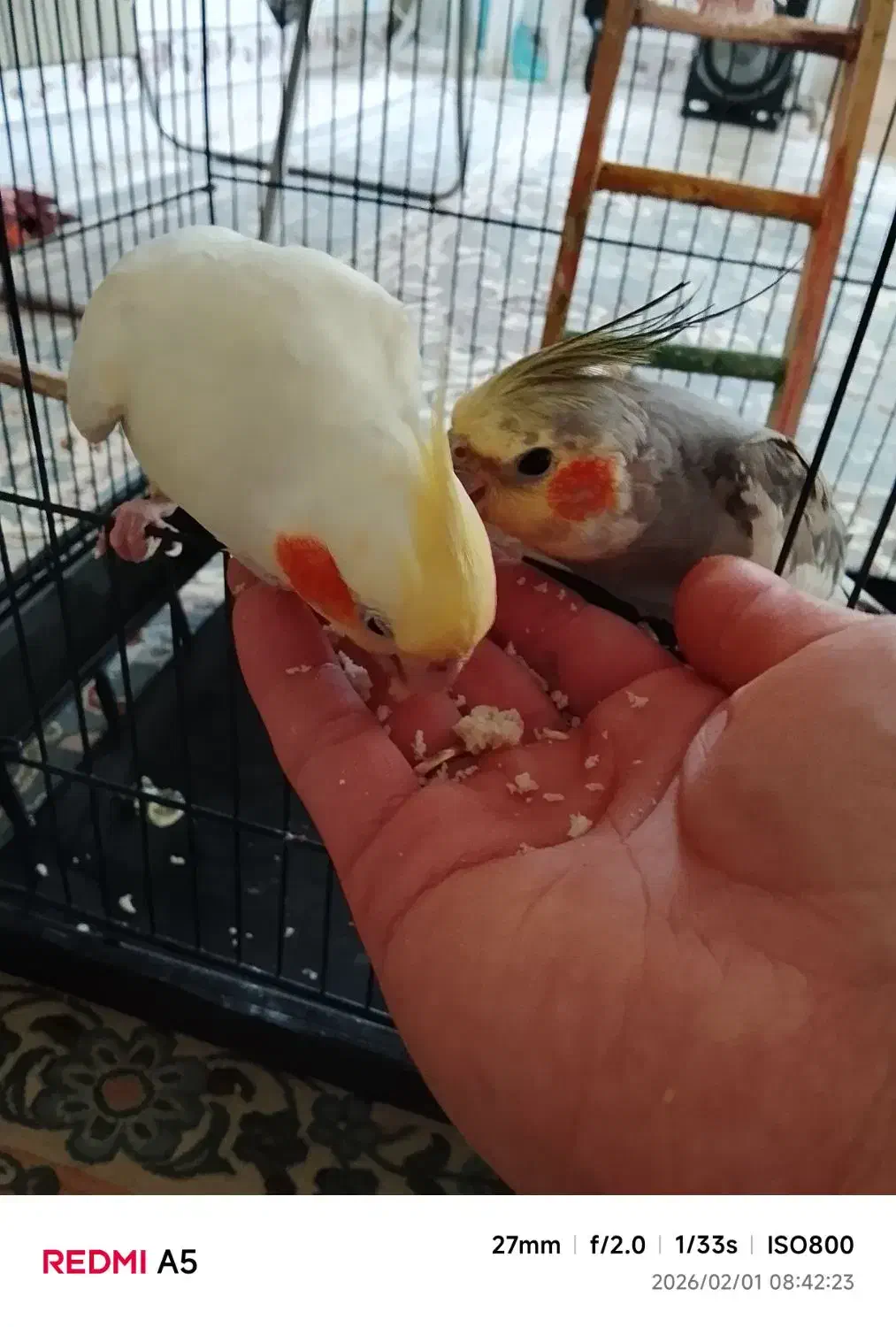 عروس هلندی|پرنده|تهران, آزادشهر|دیوار