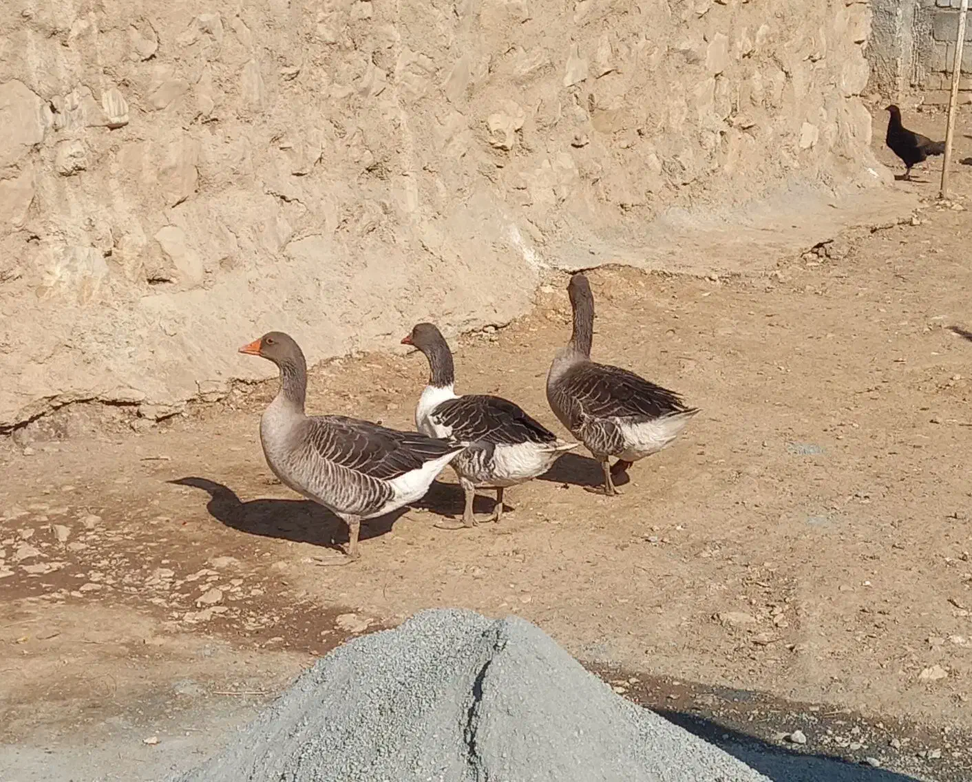 غاز|حیوانات مزرعه|کامیاران, |دیوار