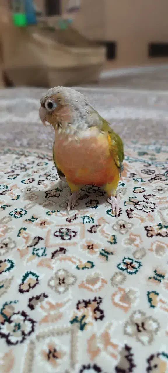 طوطیگرینچیک|پرنده|قائن, |دیوار