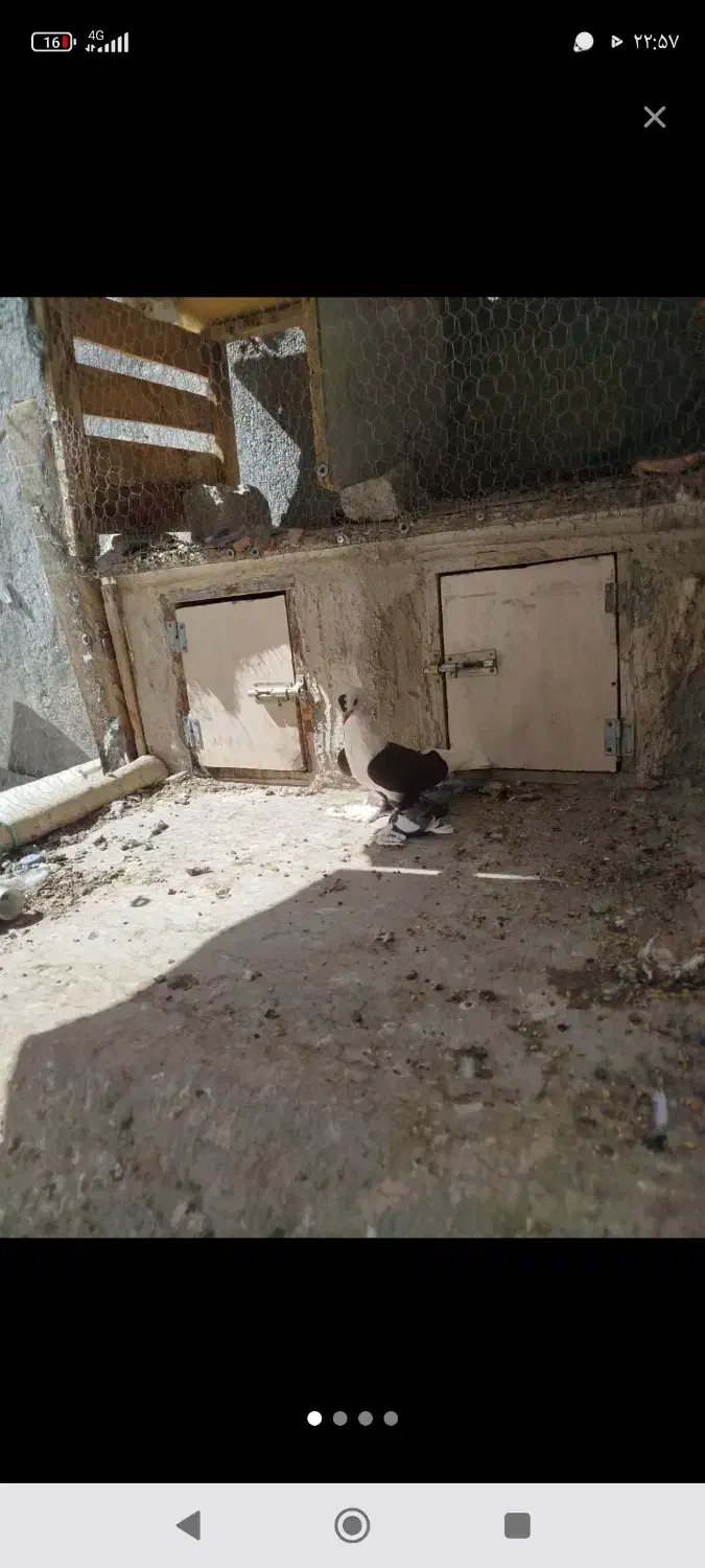 کبوتر ابلاغ و آغ لوتی|پرنده|اسکو, |دیوار