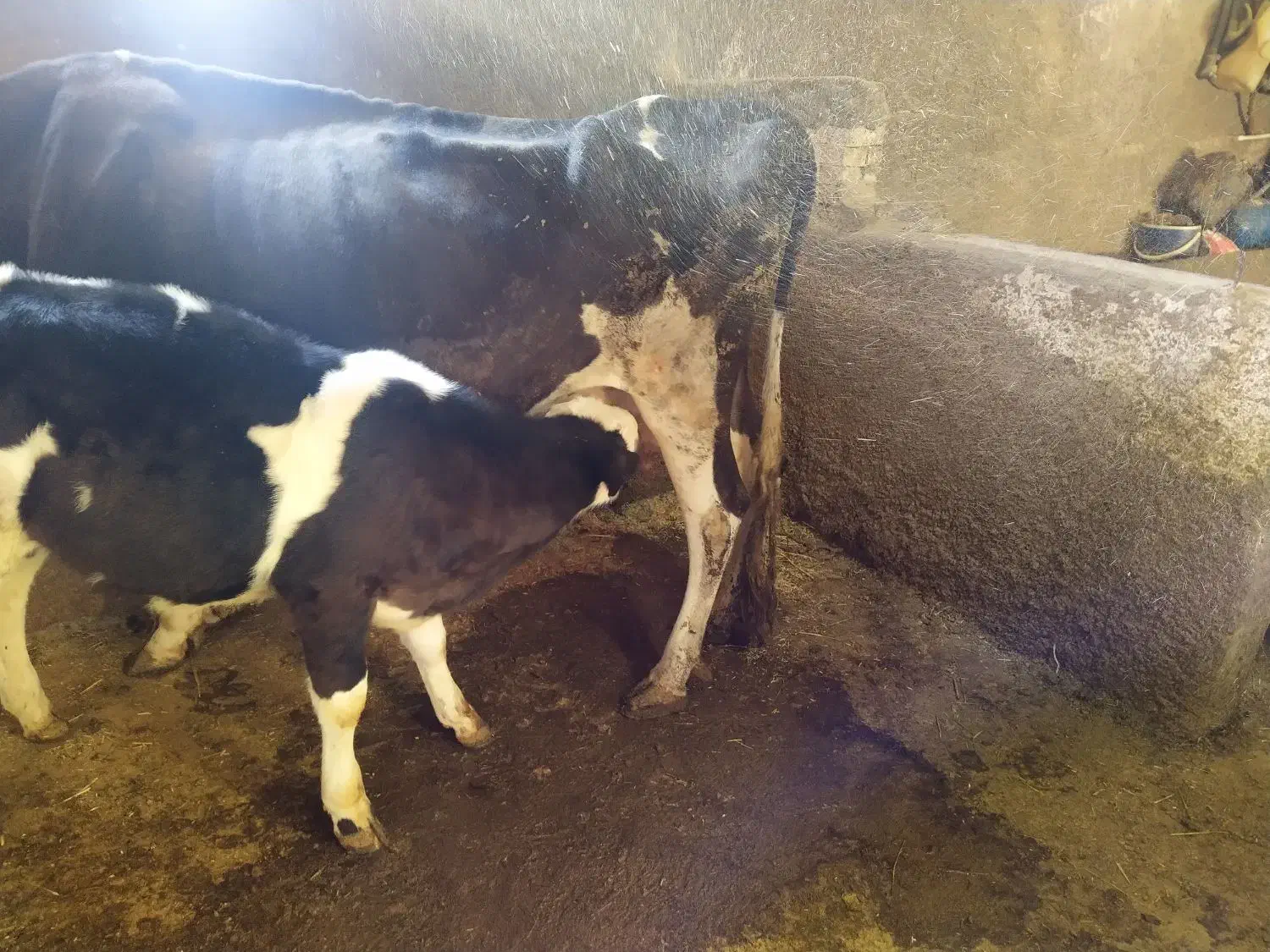 گاو وگوساله سیمینتال|حیوانات مزرعه|بروجرد, |دیوار