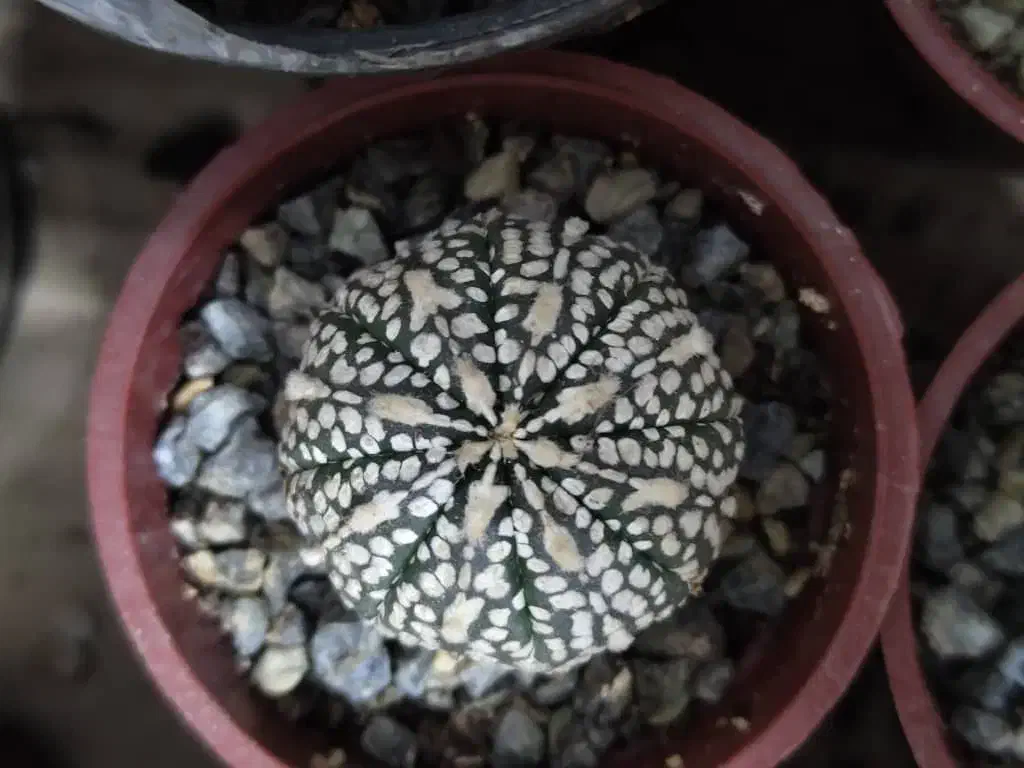 استریاس|گل و گیاه طبیعی|تهران, سلیمانی|دیوار