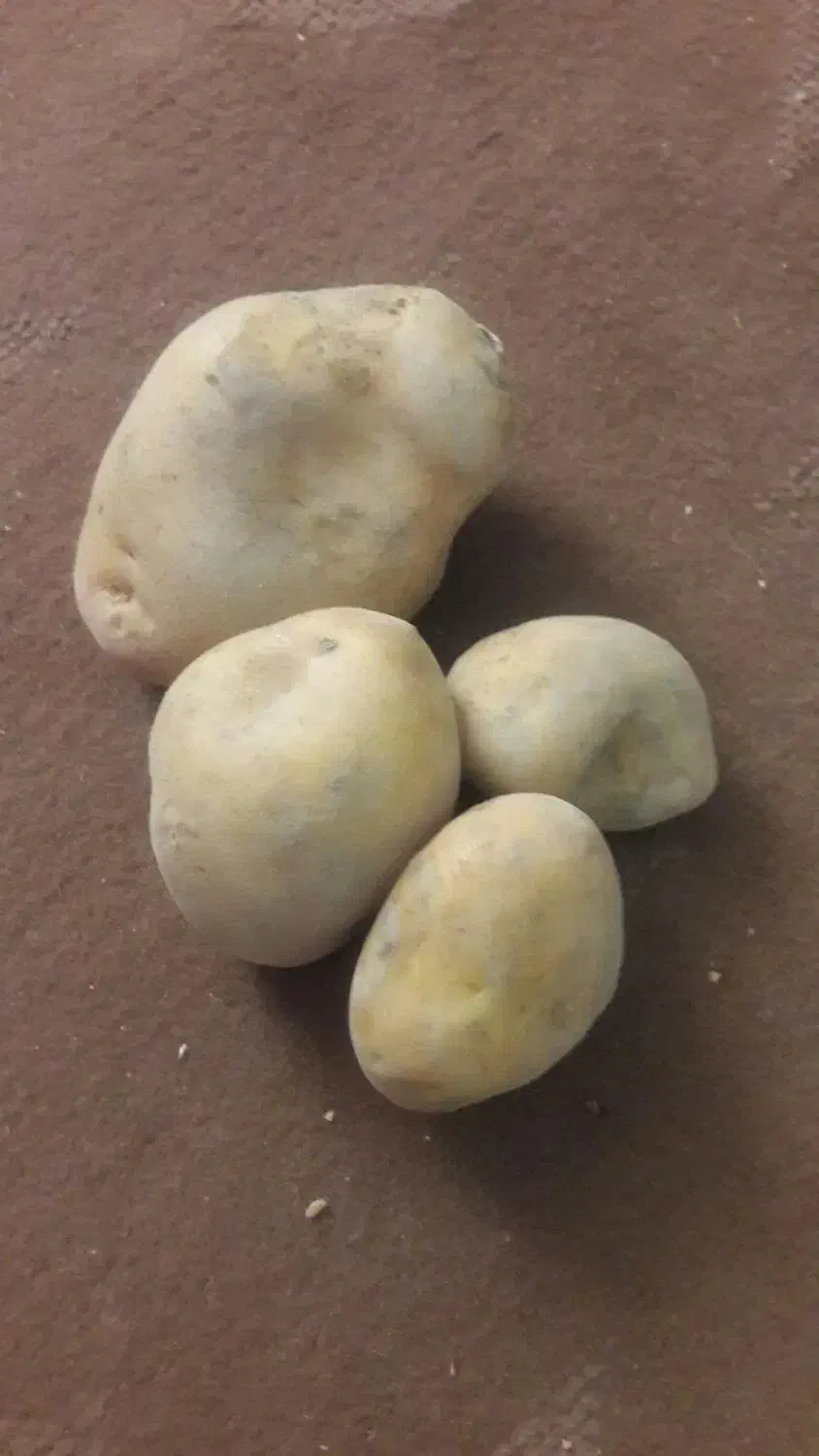 ارگانیک|آرایشی، بهداشتی، درمانی|شیروان (خراسان), |دیوار