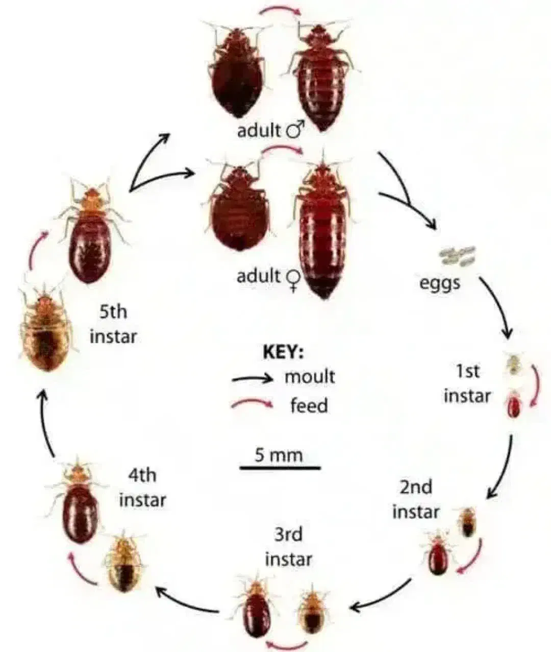 سمپاشی بهداشتی|خدمات نظافت|شاندرمن, |دیوار