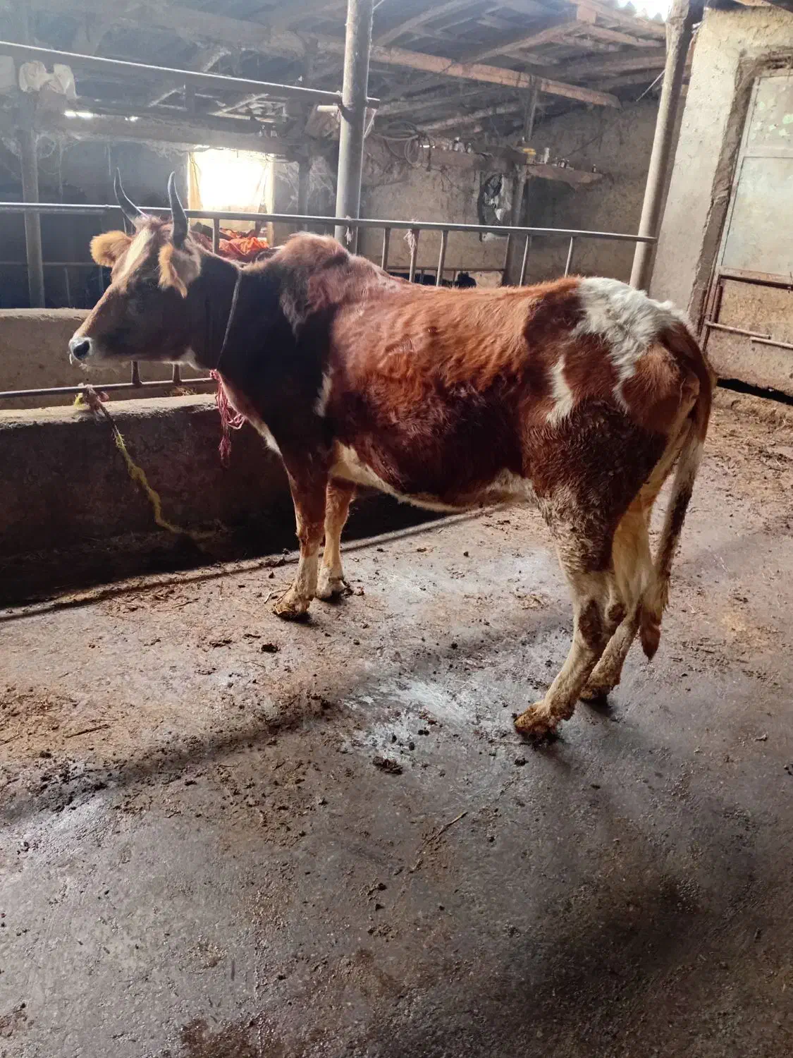 گاو تلیسه آبستن۷ماه جنگلی دودندان|حیوانات مزرعه|گلوگاه بابل (گلیا), |دیوار