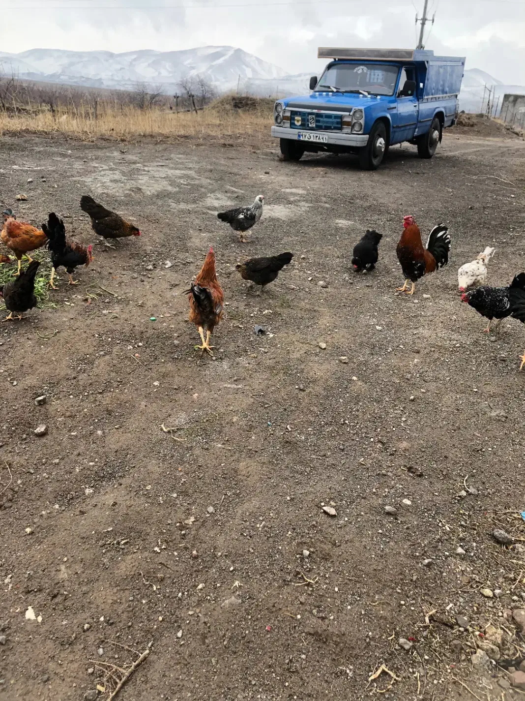 خروس|حیوانات مزرعه|مشگین شهر, |دیوار