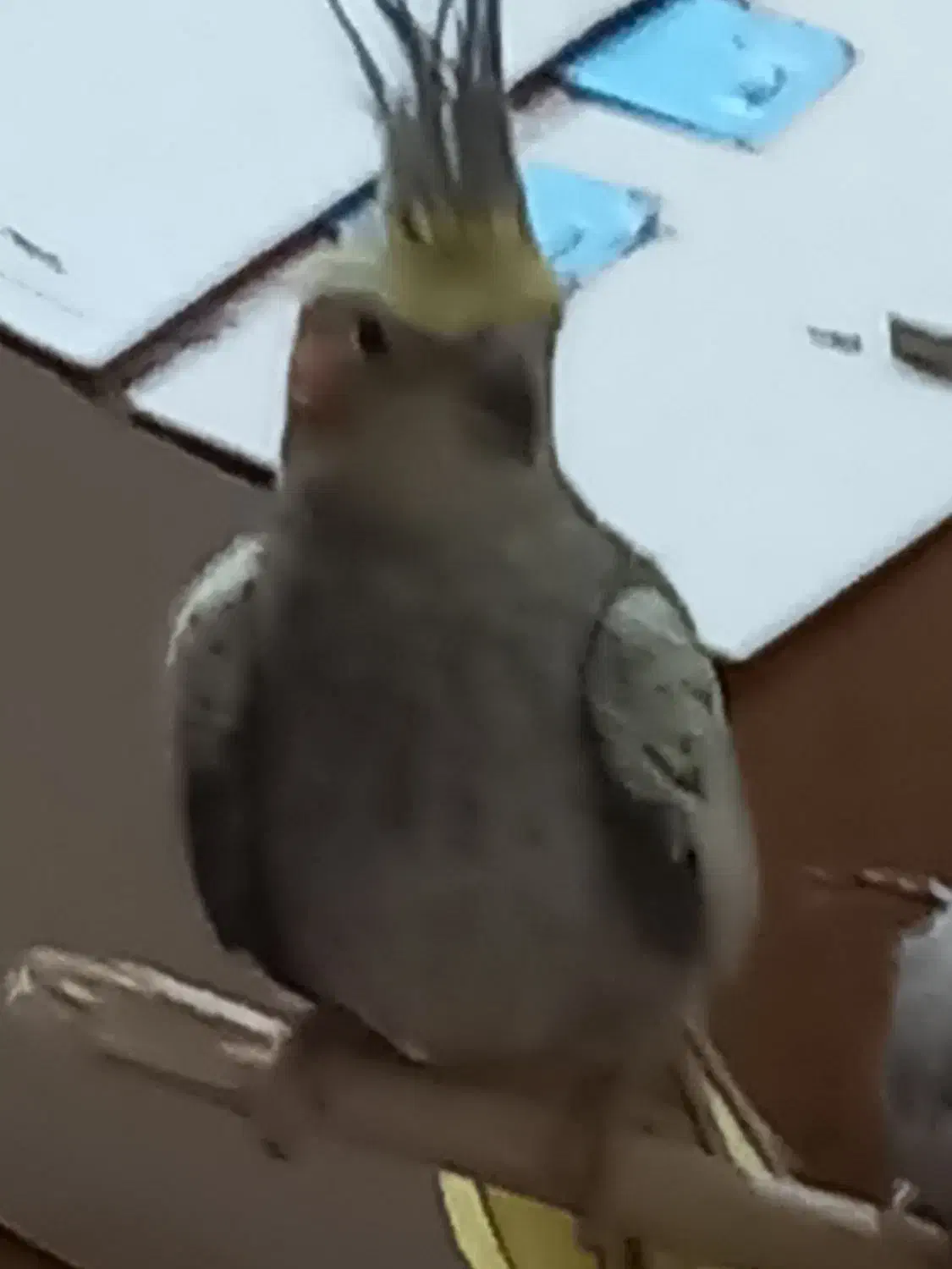 عروس هلندی بالغ جفت|پرنده|دامغان, |دیوار