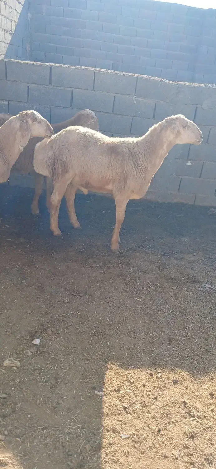 تعداد۳ عددبره نربفروش میرسد|حیوانات مزرعه|تربت جام, شهرک معلم|دیوار