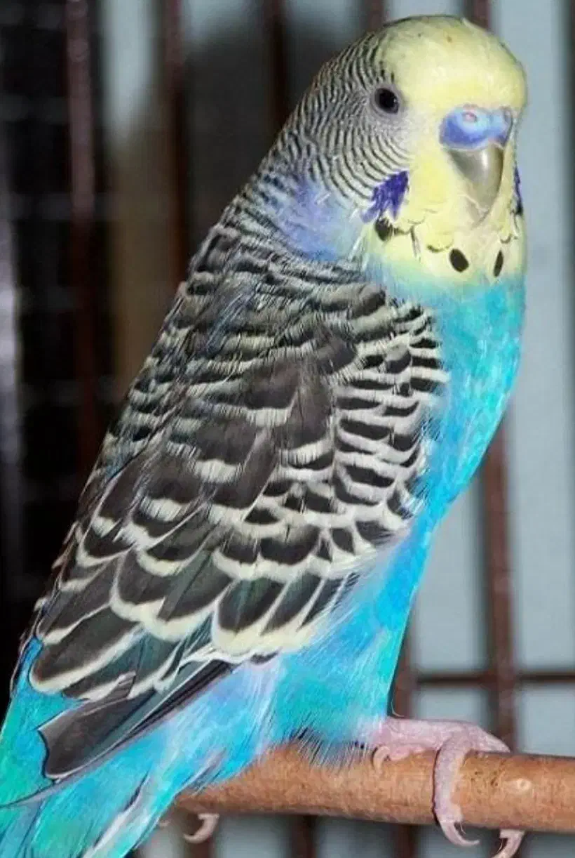 مرغ عشق ها همه سالم وسرحال جفت ۵۰۰|پرنده|قشم, |دیوار