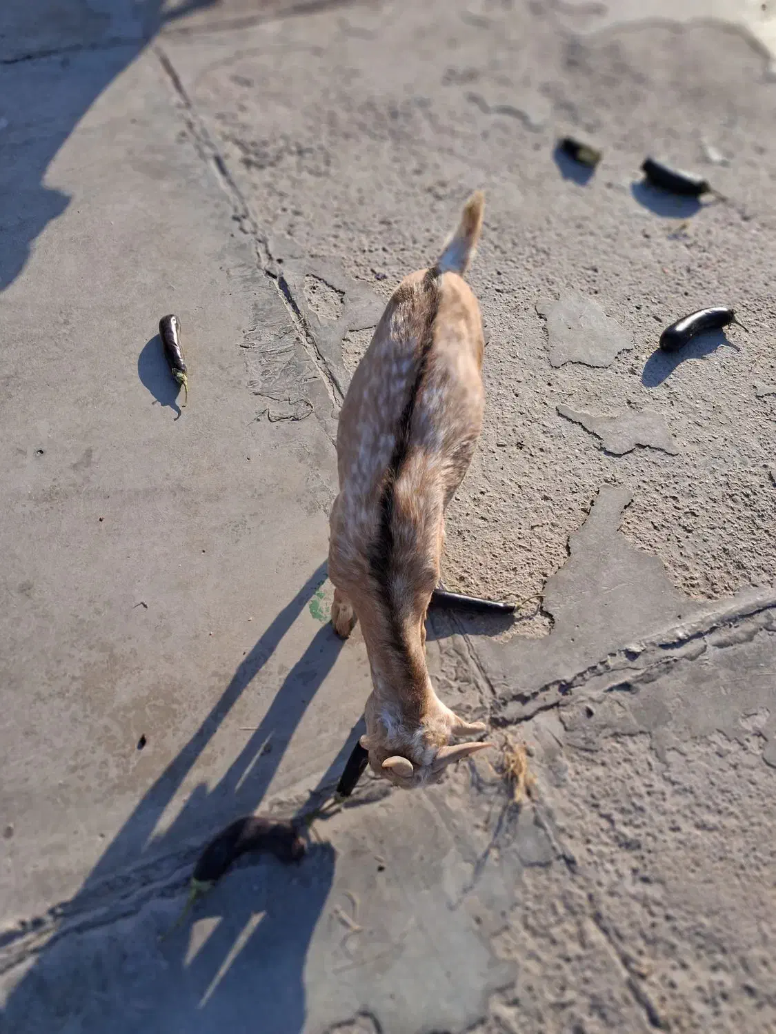 کهره نرذات نقشی دوکهره|حیوانات مزرعه|بندرعباس, |دیوار