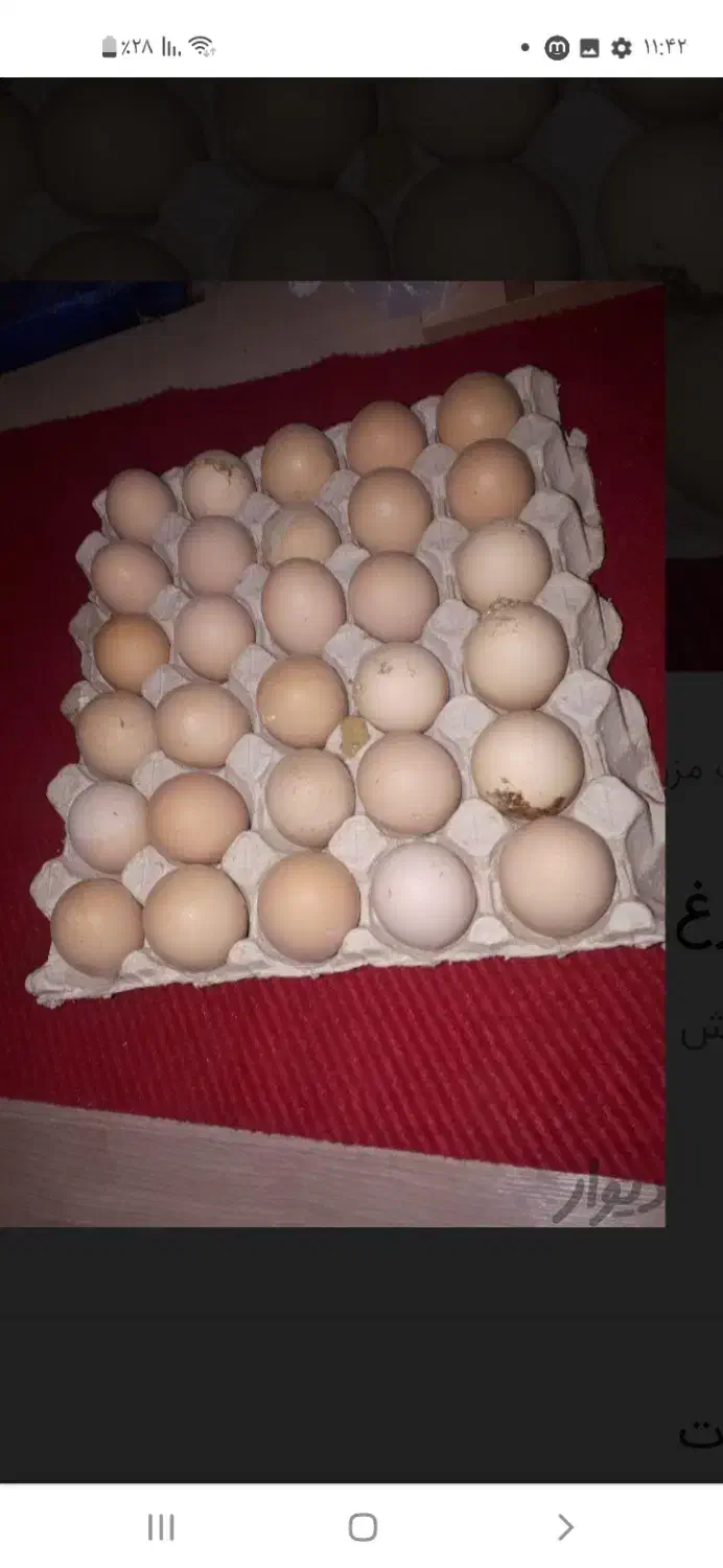 تخم مرغ تک زرده و دو زرده مرغ مادر و محلی|خوردنی و آشامیدنی|اصفهان, دانشگاه افسری امیرالمومنین|دیوار