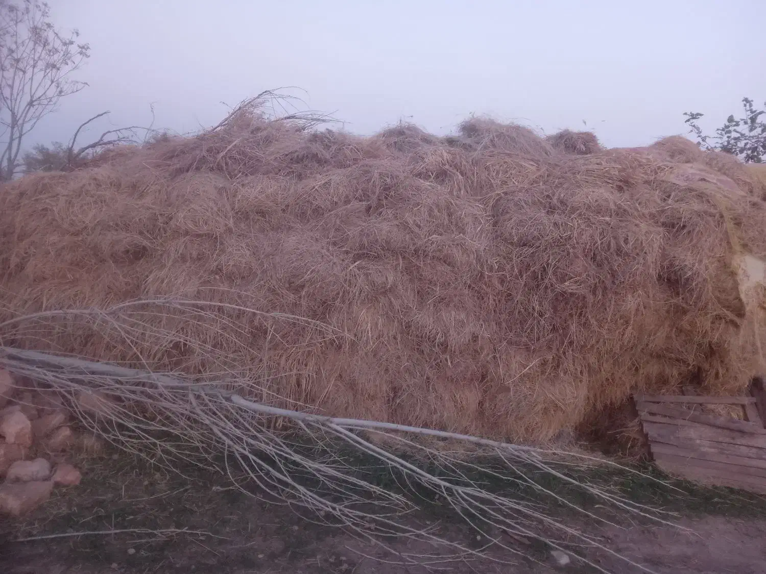 تعدادی علوفه قاطی با یونجه|خدمات باغبانی و درختکاری|شوط, |دیوار