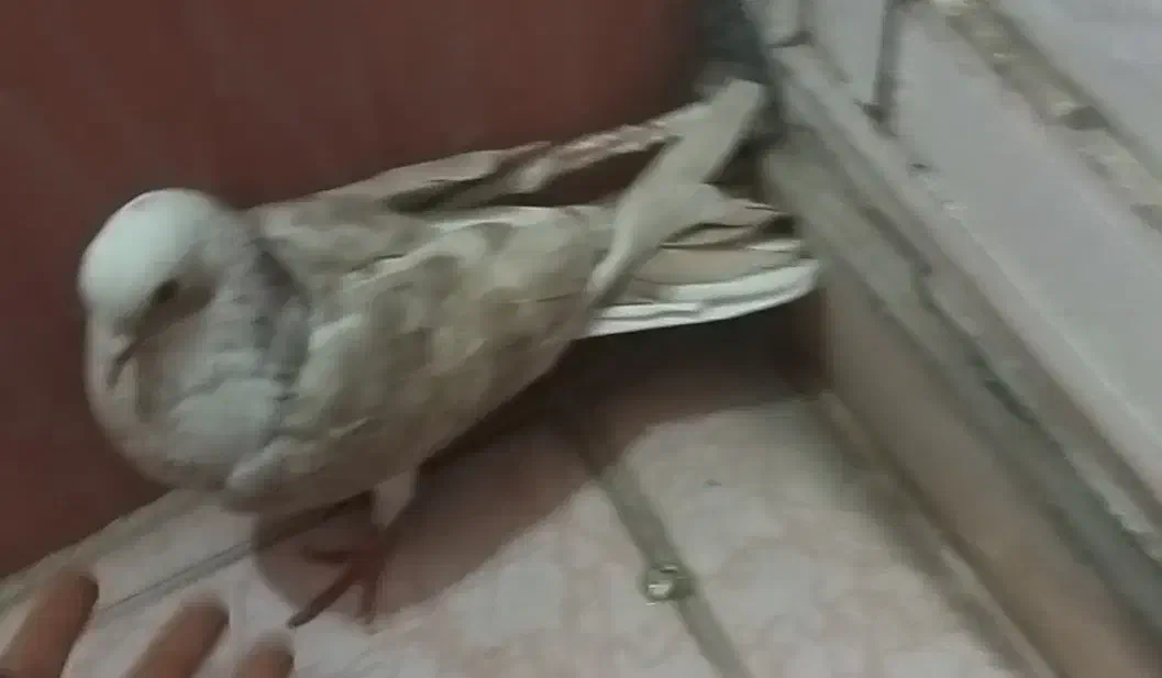 کبوتر|پرنده|کرمانشاه, |دیوار