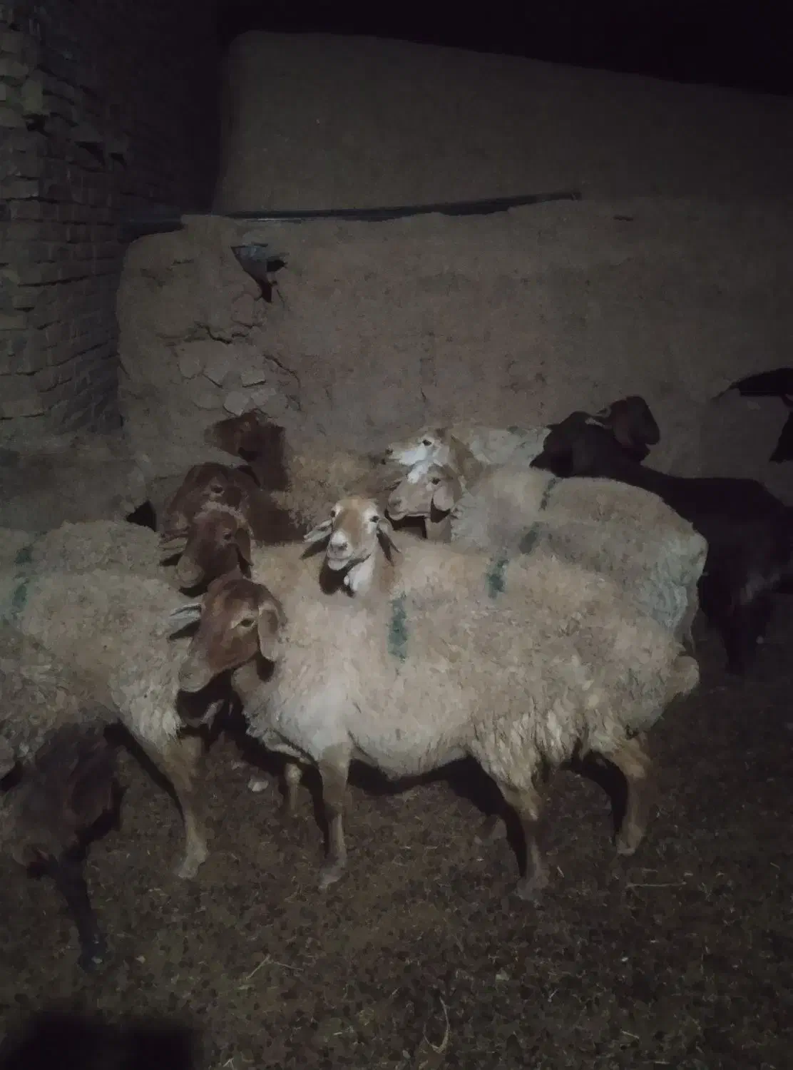 فروش بز جوان آبستن|حیوانات مزرعه|تربت جام, میان جام|دیوار