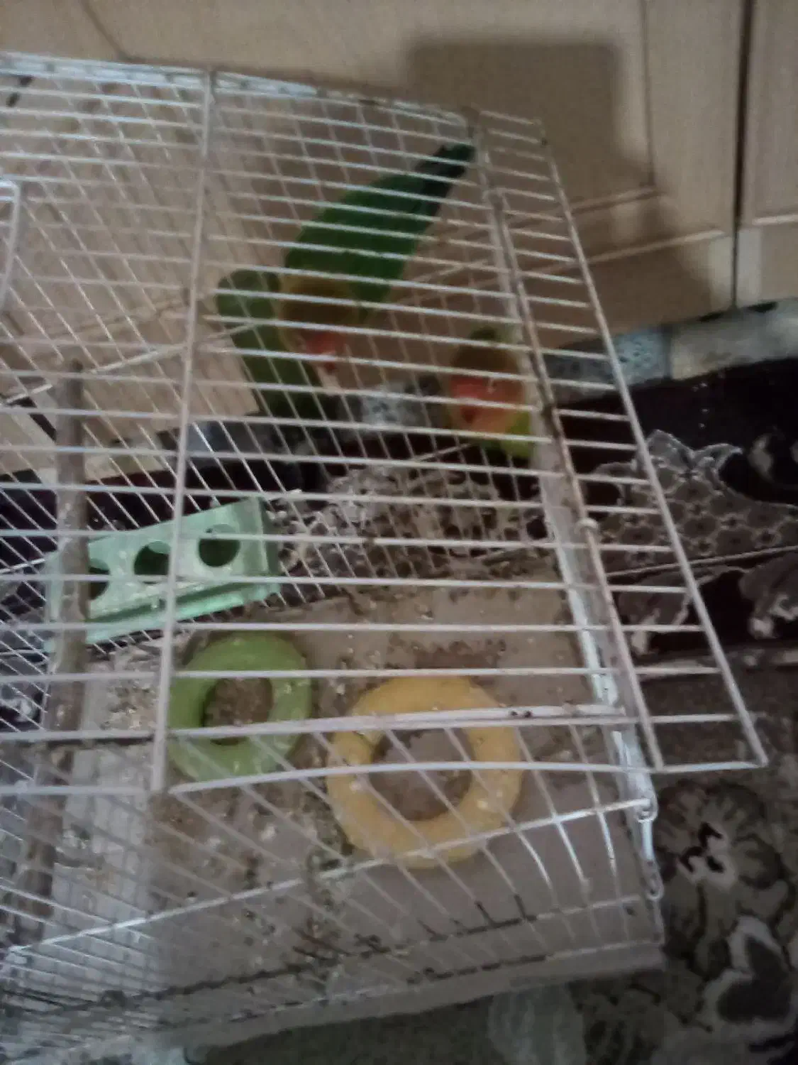 اهواز کوت عبدالله گنوم کار خیابون اول پلاک دو|پرنده|کارون, |دیوار