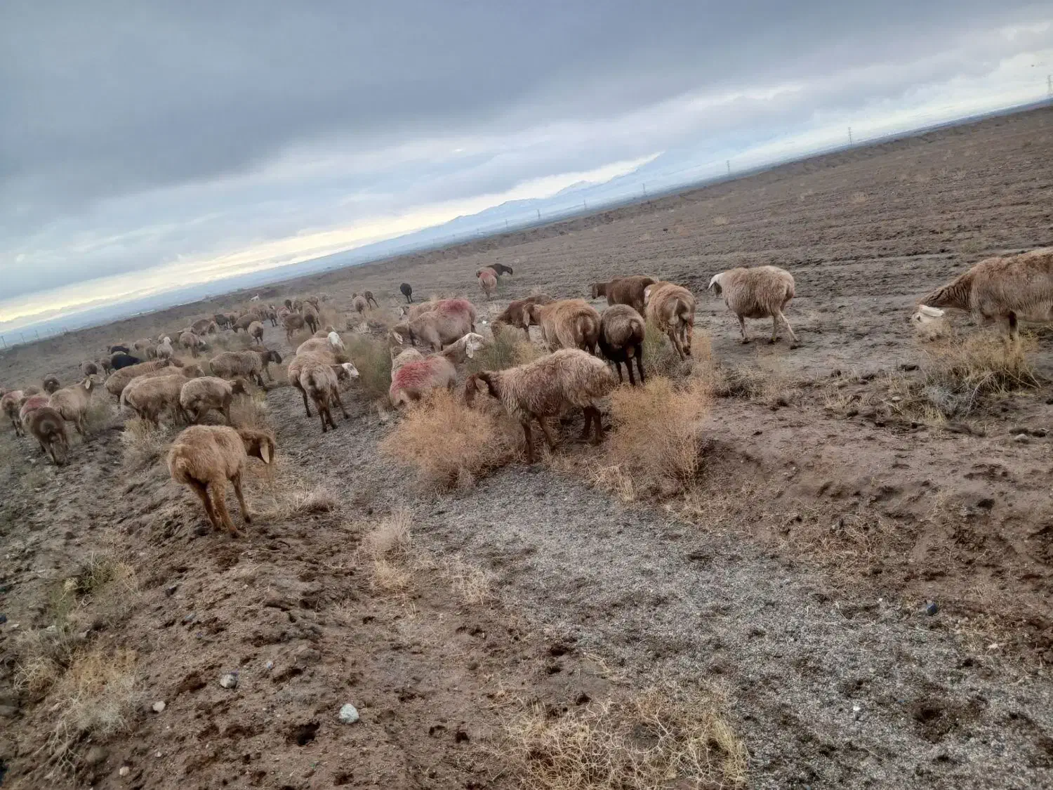 60 راس گوسفند جوان و میش عربی آبستن|حیوانات مزرعه|تربت جام, جامرود|دیوار