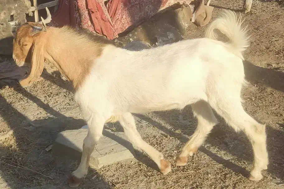 نری پاکستانی|حیوانات مزرعه|بشاگرد, |دیوار