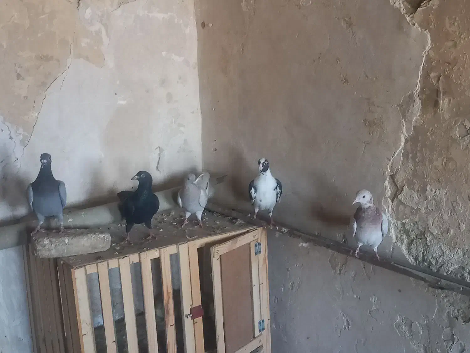 دورگ|پرنده|مسجد سلیمان, |دیوار