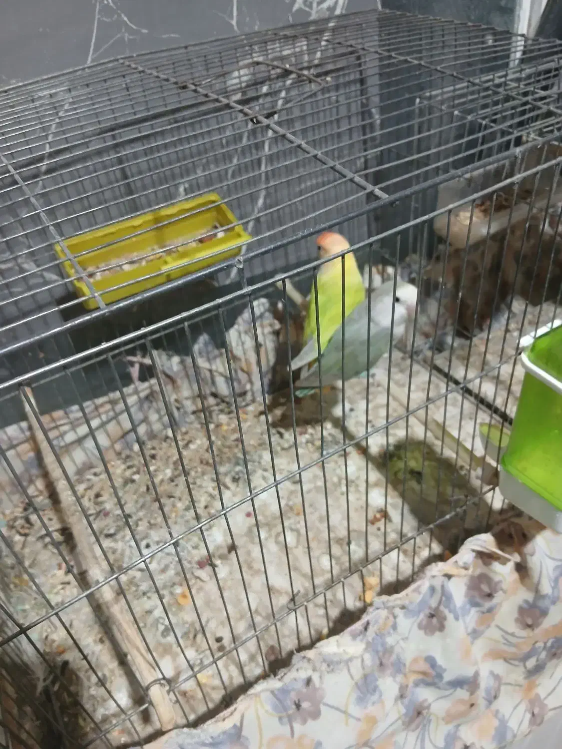 طوطی کوتوله|پرنده|میناب, |دیوار