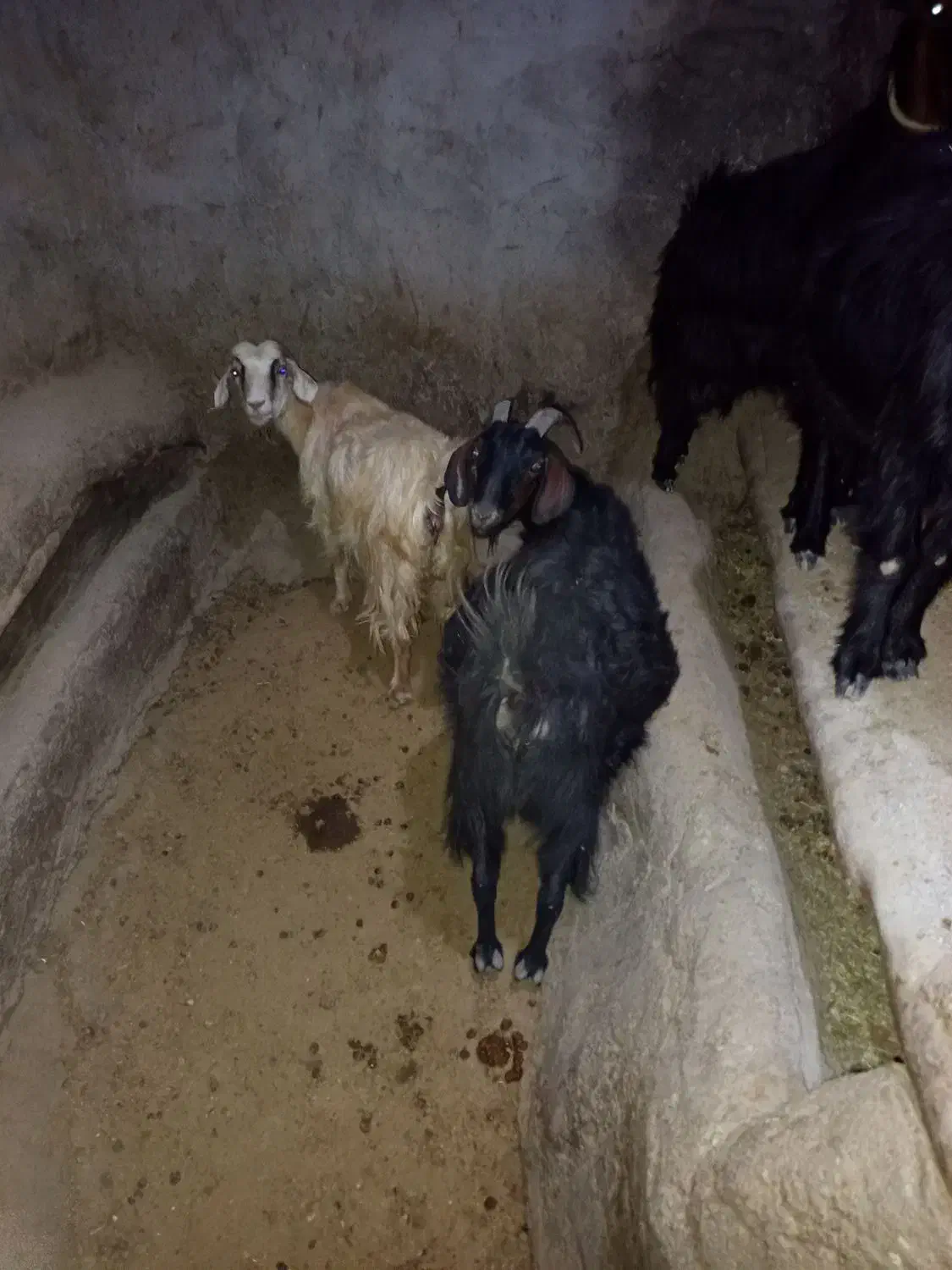 بز با بزغاله|حیوانات مزرعه|دهگلان, |دیوار