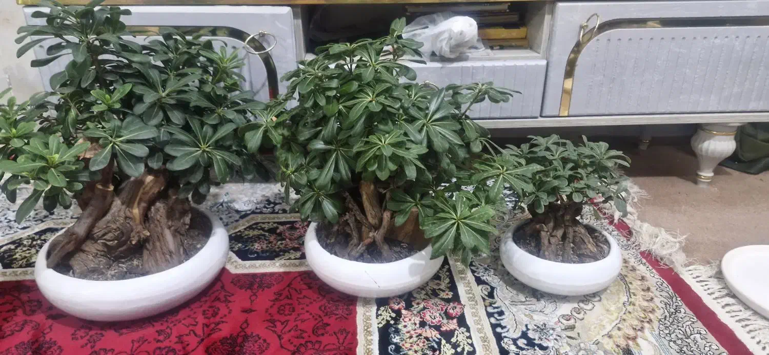 درختچه بونسای خارجی|گل و گیاه طبیعی|اهواز, کمپلو جنوبی|دیوار