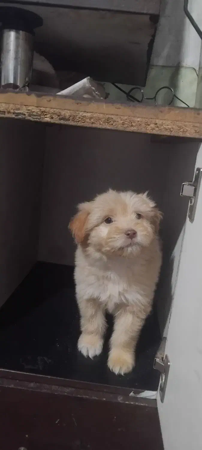 توله سگ پا کوتاه|سگ|زنجان, |دیوار