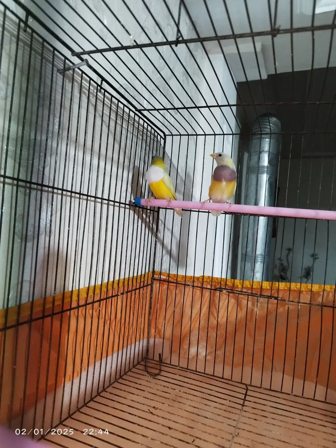 فنچ گلدین|پرنده|قرچک, باقرآباد|دیوار