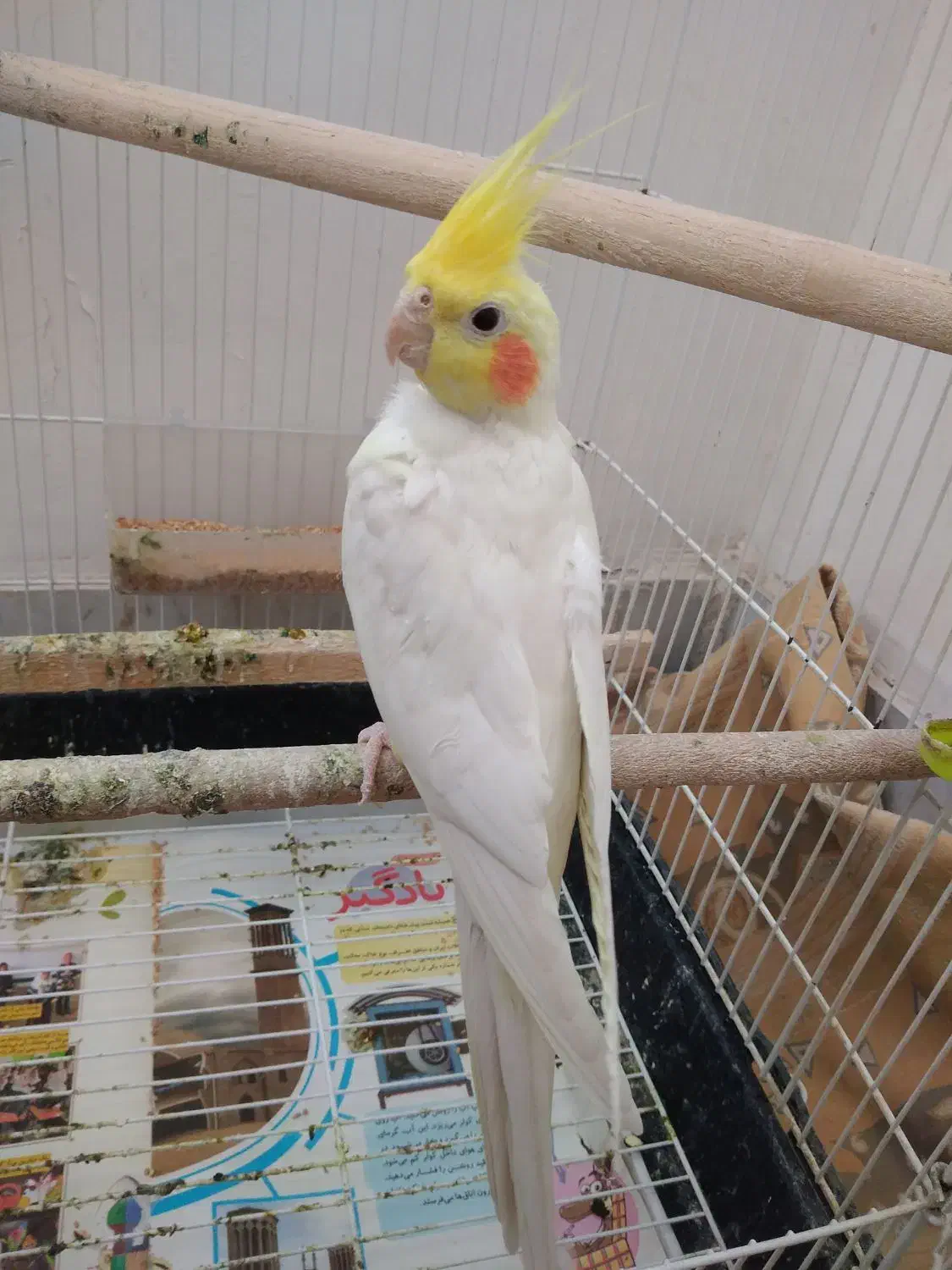 عروس هلندی|پرنده|نیشابور, محله میدان باغات|دیوار