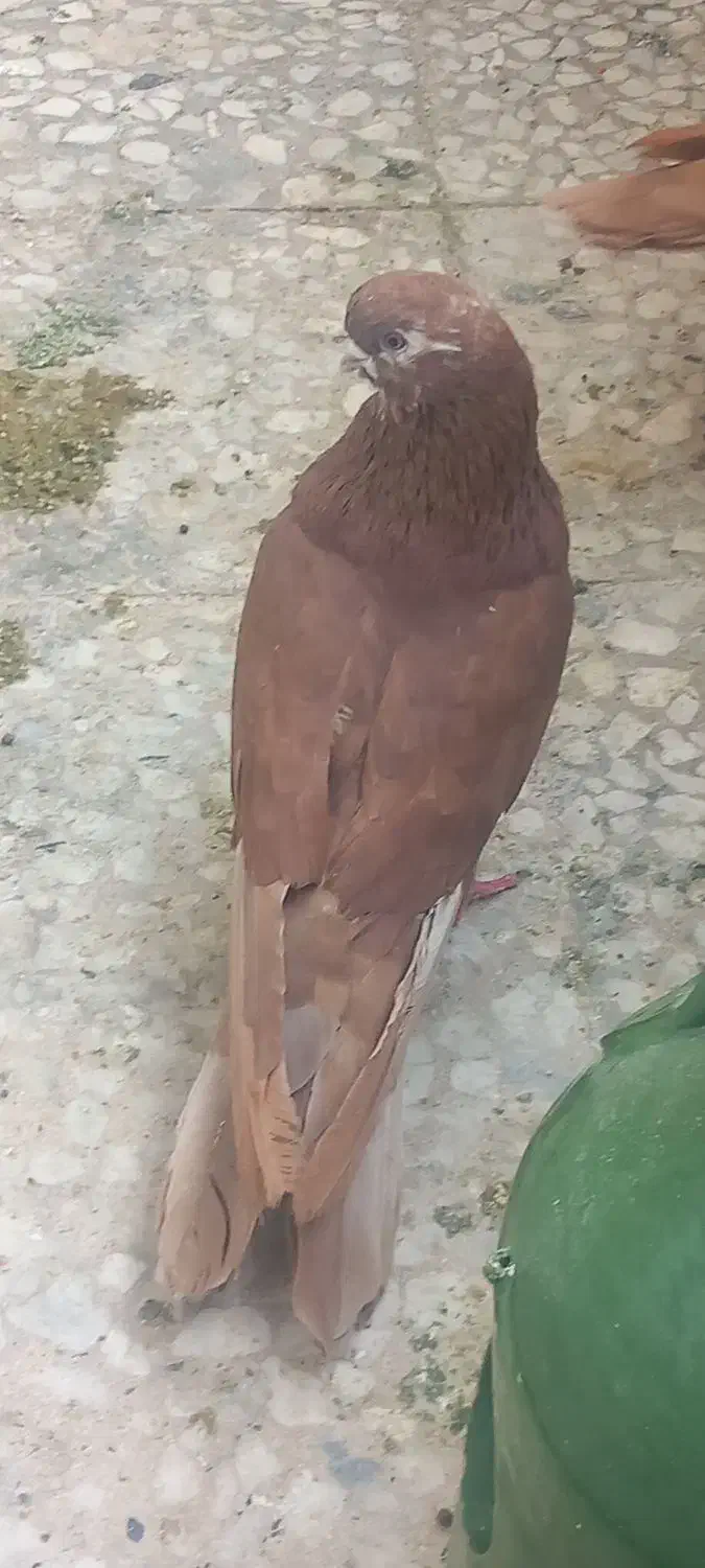 کفتر 40 سانتی نوک ریز چشم نوک سفید سرخ نر چادری|پرنده|فردیس, شهرک ۱۱۰|دیوار