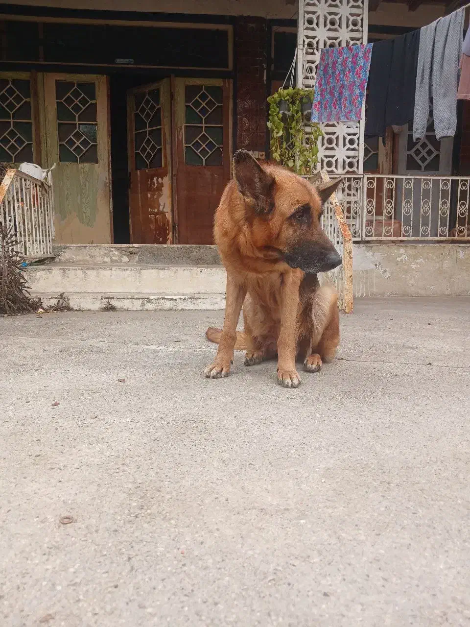 ژرمن شپرد اصل و میکس پامرانین|سگ|سرخرود, |دیوار