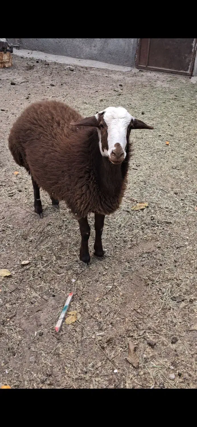 بره نر نژاد شال|حیوانات مزرعه|عسگران, |دیوار