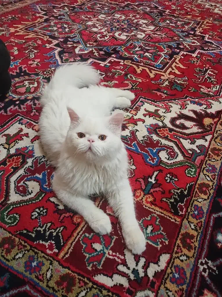 گربه|گربه|تبریز, |دیوار