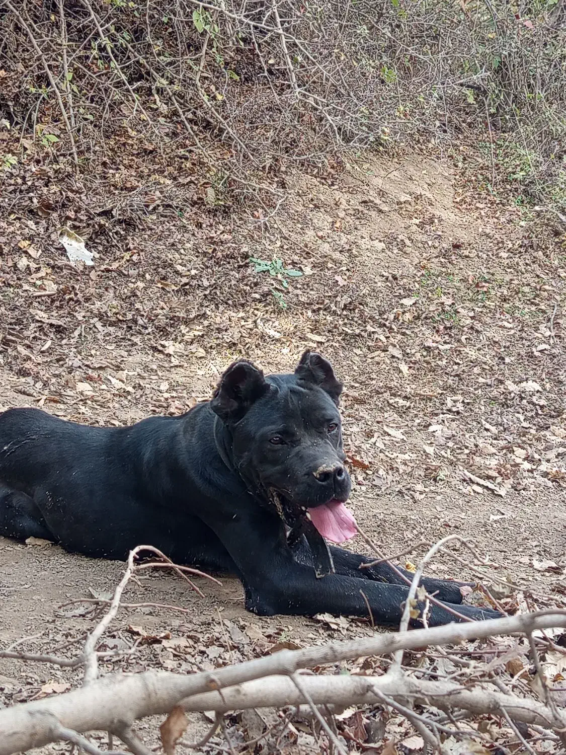 دو قلاده دهن پاک|سگ|کالپوش, |دیوار