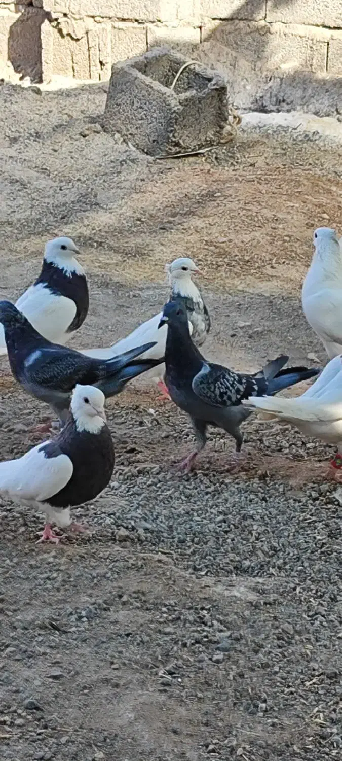 سرگرمی فراغت|پرنده|فهرج, |دیوار