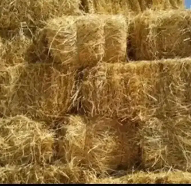 کاه و کلش|لوازم جانبی حیوانات|شفت, |دیوار