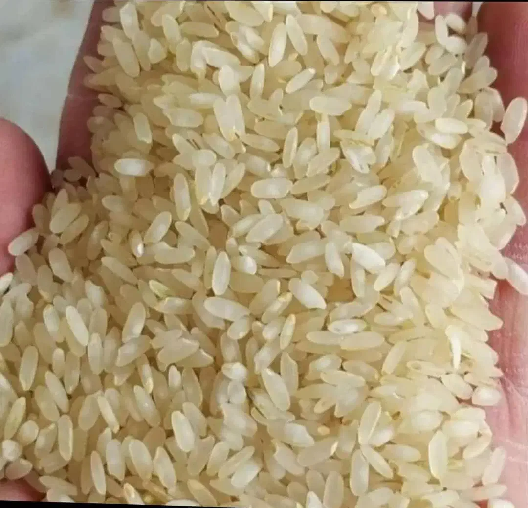 فروش برنج کامفیروزکیلو ۲۸۰|خوردنی و آشامیدنی|آباده, |دیوار