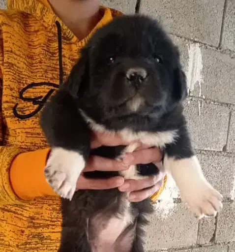 واگذاری توله سگ قدرجونی|سگ|اصفهان, قهاب جنوبی|دیوار