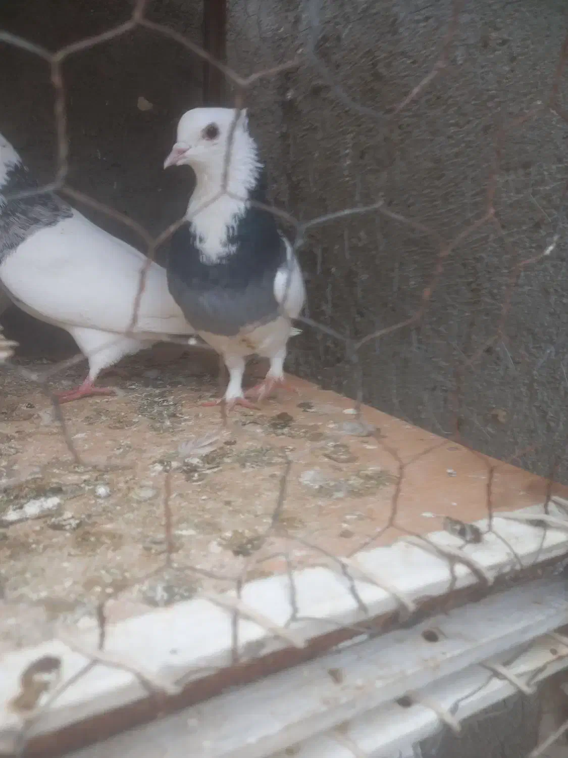 فروشی|پرنده|مهربان, |دیوار