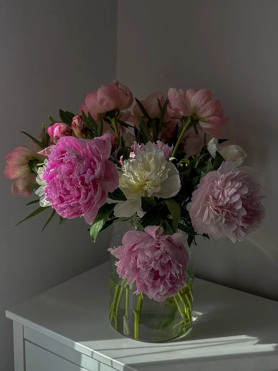 قلمه شمعدانی|گل و گیاه طبیعی|نیشابور, امام خمینی|دیوار