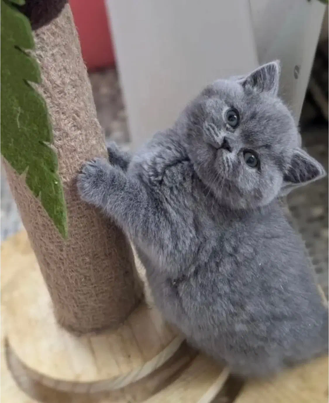 بچه گربه اسکاتیش و بریتیش|گربه|تهران, اختیاریه|دیوار