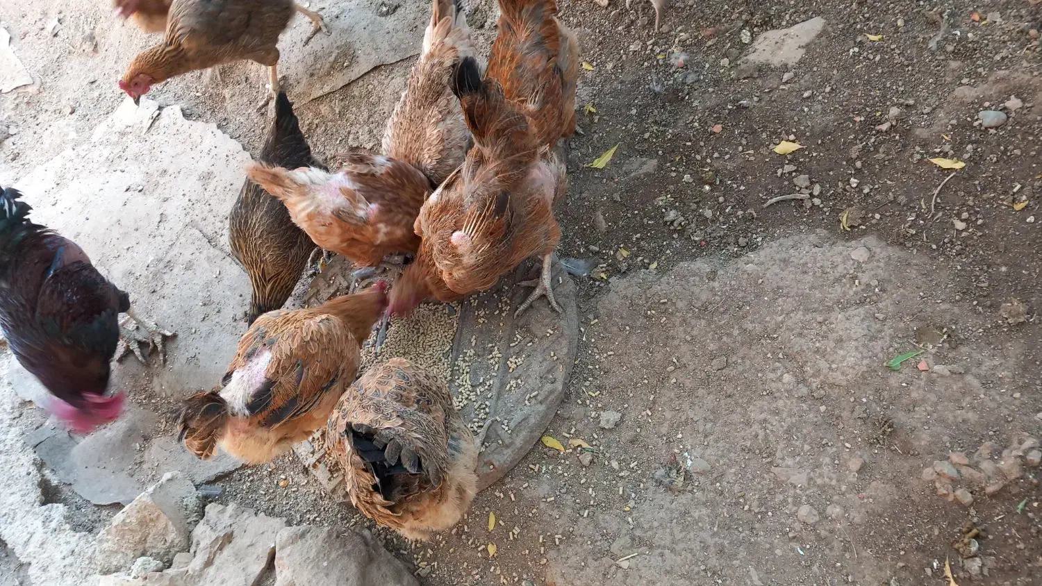 مرغ محلی|پرنده|سرپل ذهاب, |دیوار