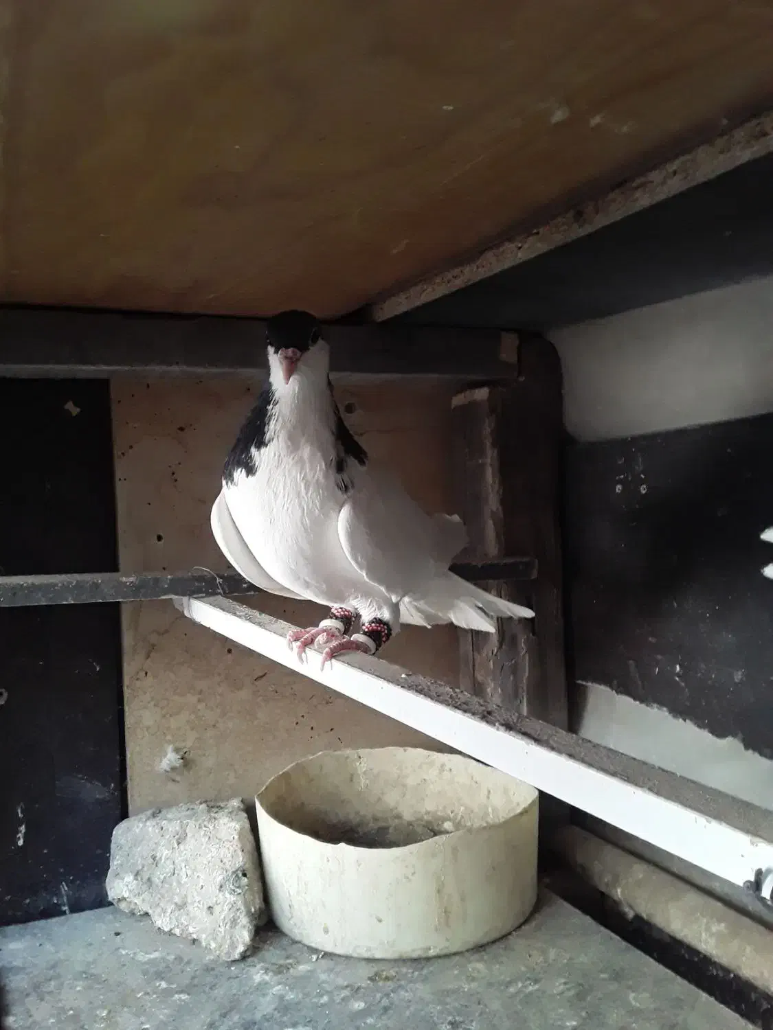 کبوتر شصتی سیاه|پرنده|اقبالیه, |دیوار